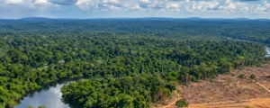 Tempo ontbossing van het Braziliaanse Amazonewoud afgenomen